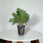 Thuja Plant