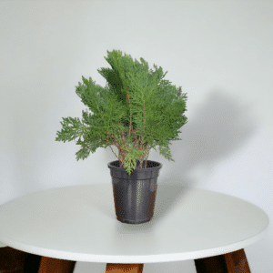 Thuja Plant