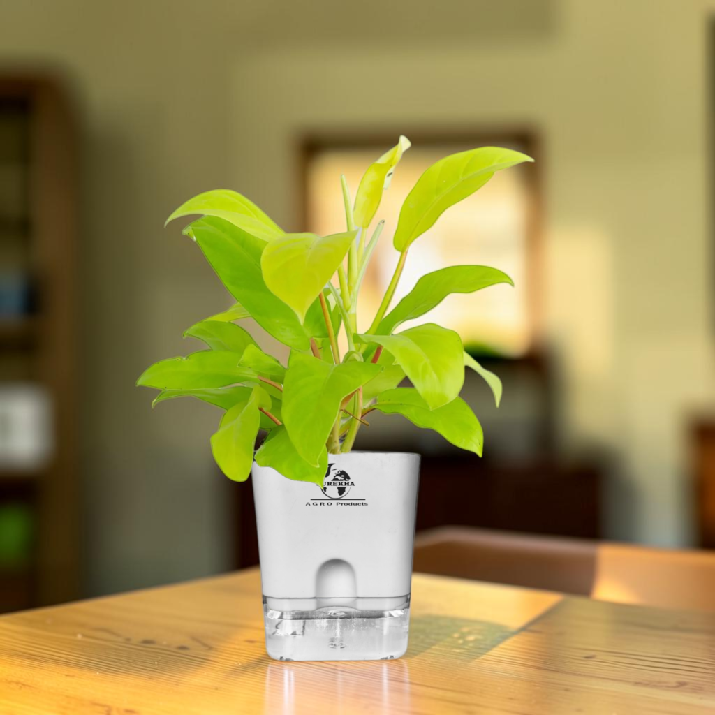 Surekha Philodendron Ceylon