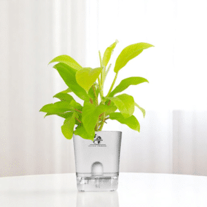 Surekha Philodendron Ceylon Live Plant