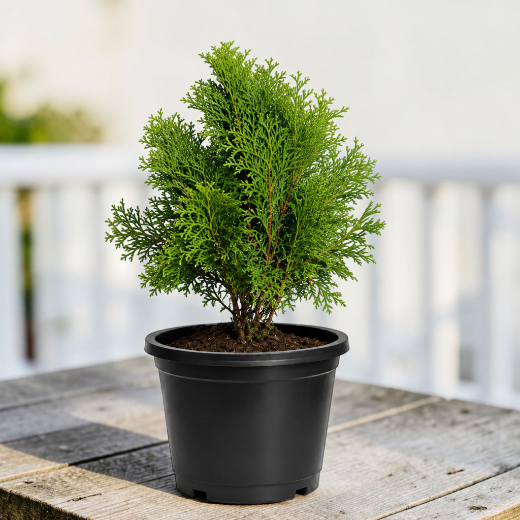 Thuja Plant