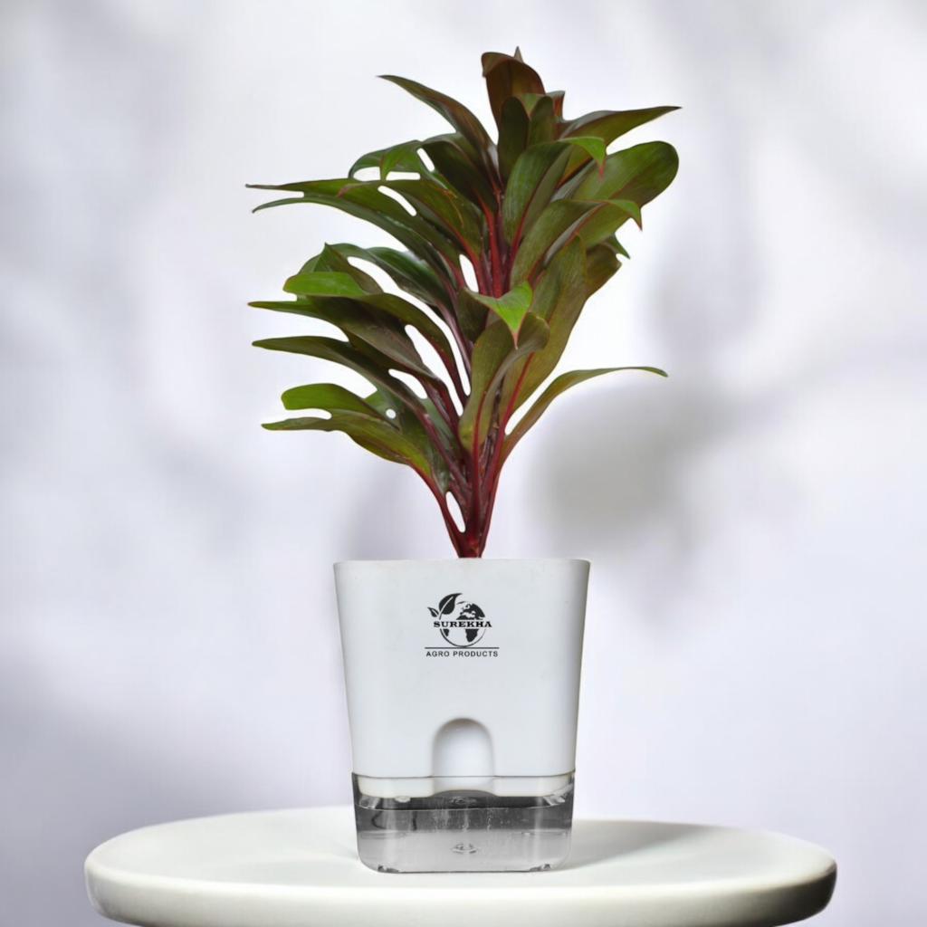 croton plant