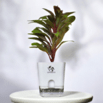 Surekha Cordyline Fruticosa Live Plant