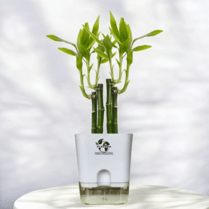 Surekha Lucky Bamboo Dracaena Sanderiana Live Plant