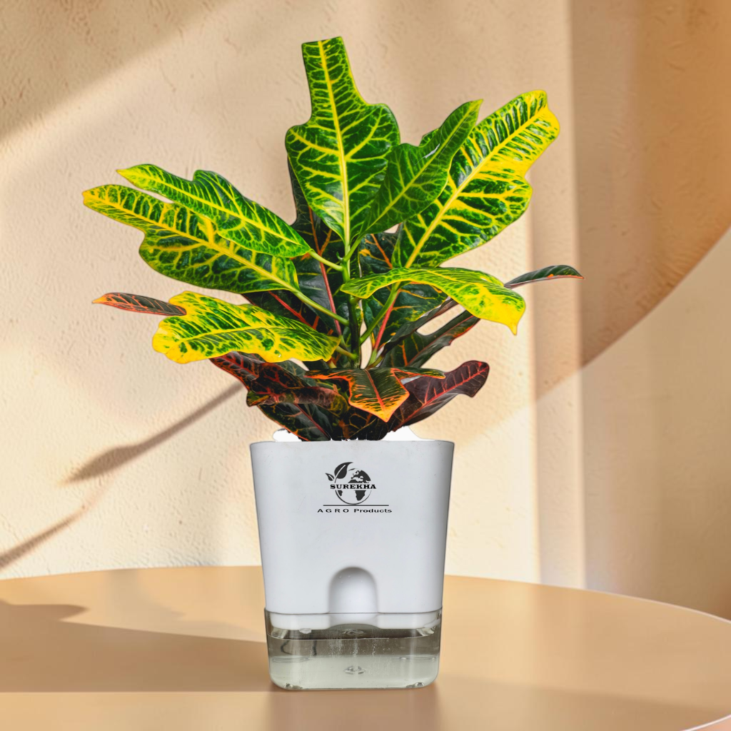 Croton Plant Indoor