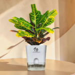 Croton Plant Indoor