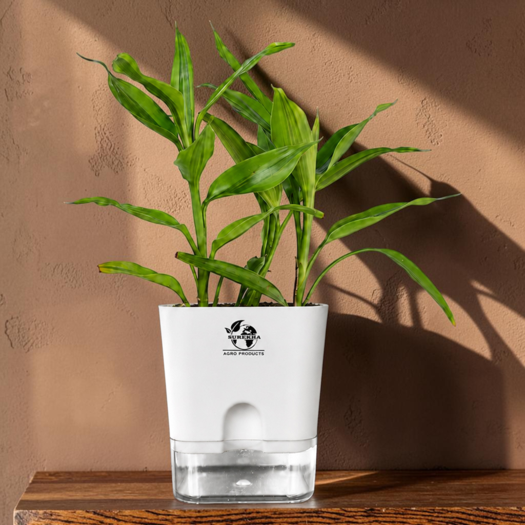 Lucky bamboo plant