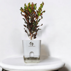 Surekha Codiaeum Mammi Live Plant