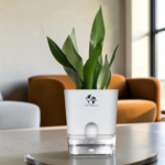 Silver Hahnii Snake Plant