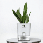 Silver Hahnii Snake Plant