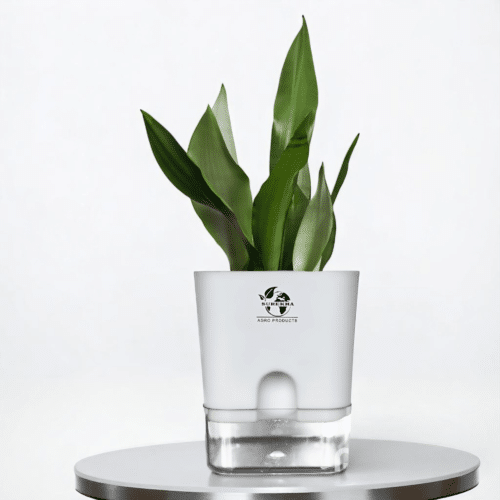 Silver Hahnii Snake Plant