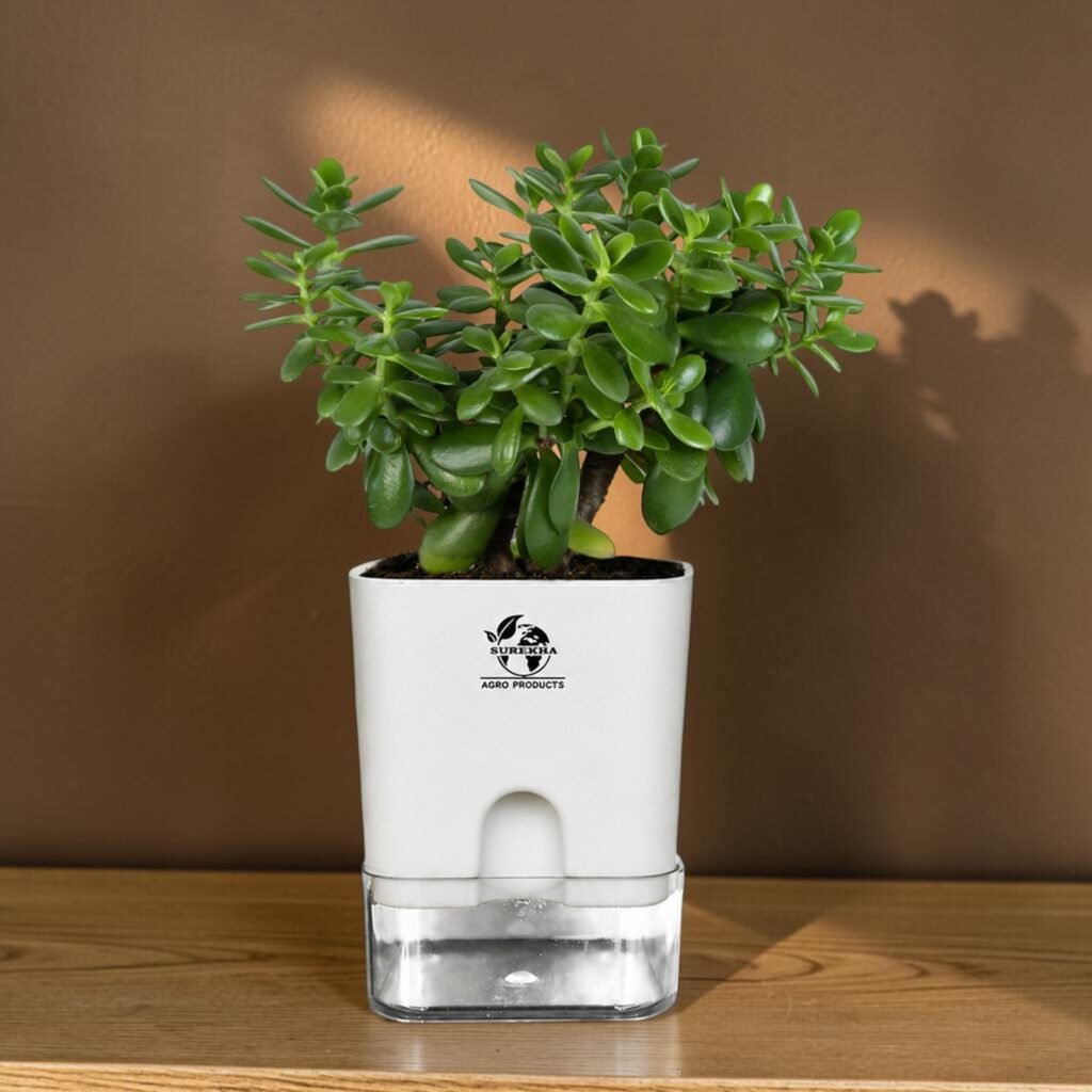 jade plant indoor