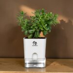 jade plant indoor