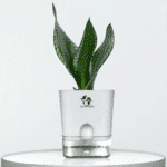Surekha Snake Plant (Sansevieria Whitney)