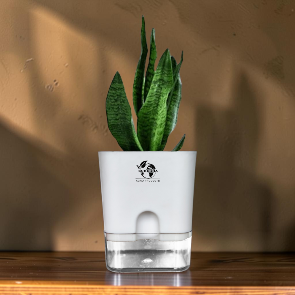 snake plant online.