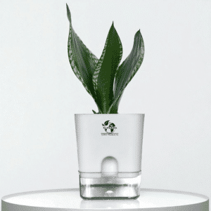 Surekha Snake Plant (Sansevieria Whitney)
