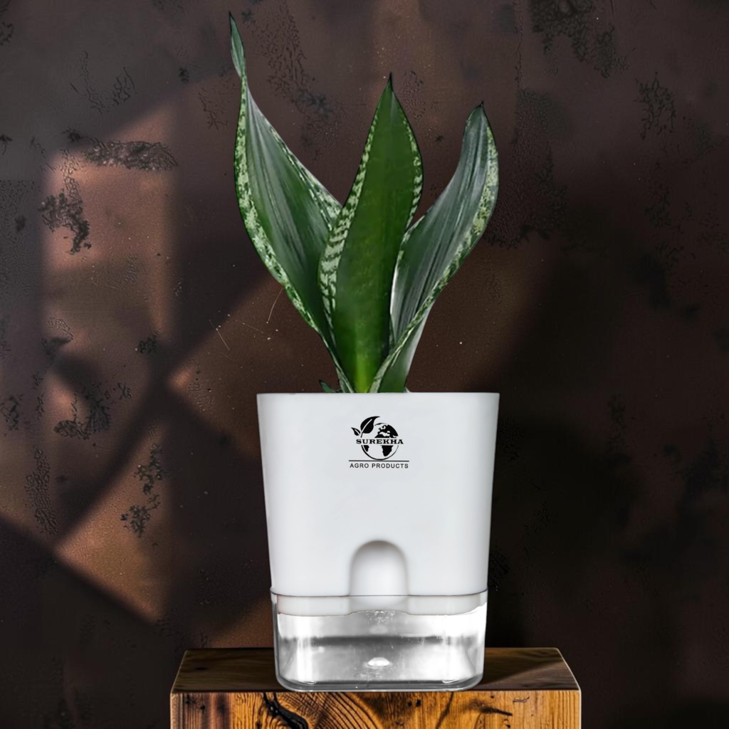 sansevieria whitney snake plant