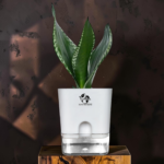 sansevieria whitney snake plant