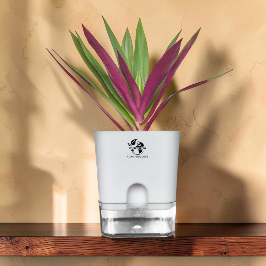 rhoeo neon plant