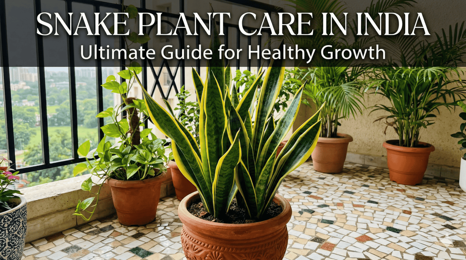 snake plant care in India balcony with healthy sansevieria plant in pot