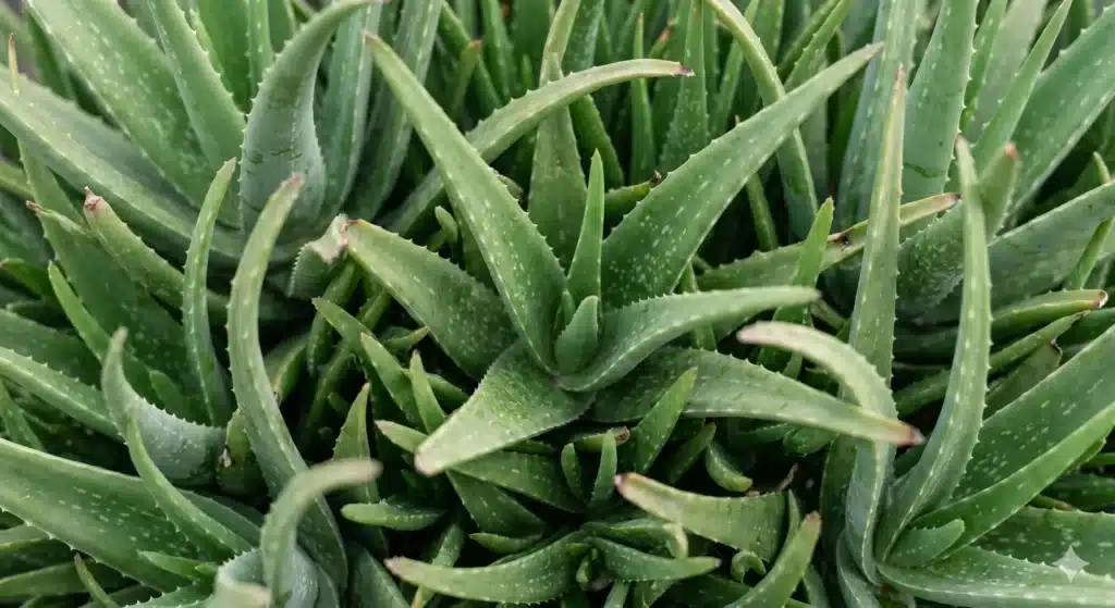 Aloe vera plant