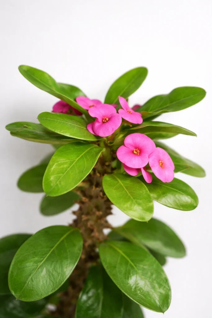 Mili Plant