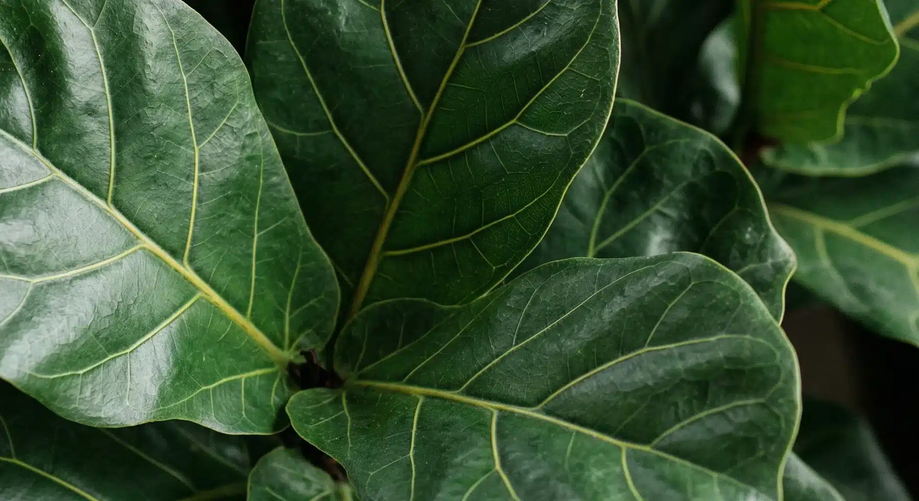 Fiddle Leaf Fig