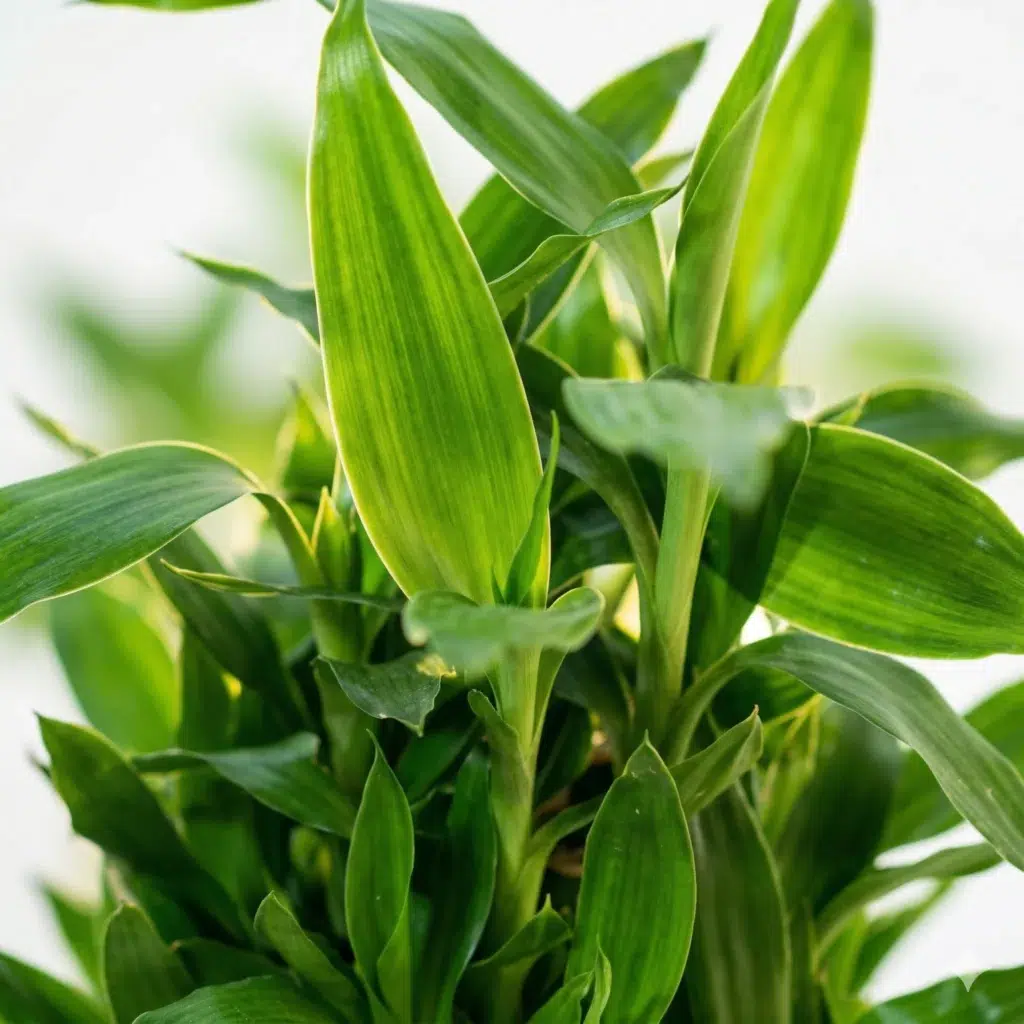 Lucky Bamboo