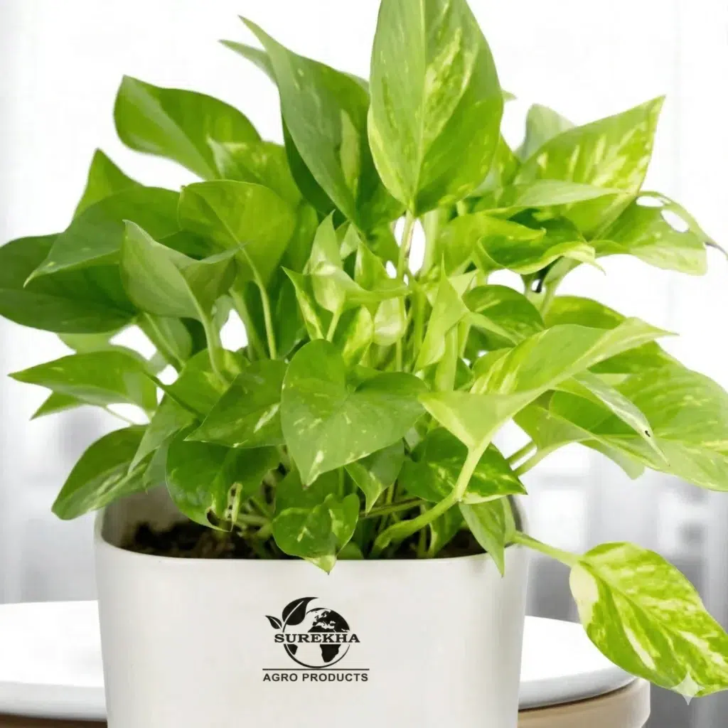Money Plant