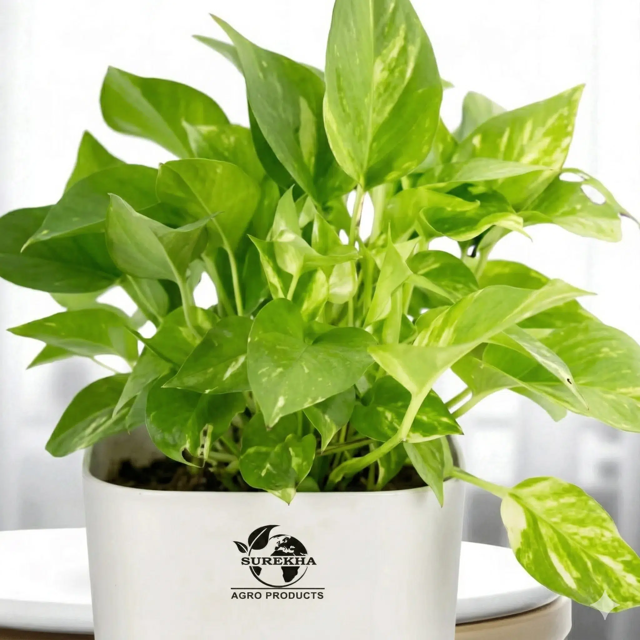 Money Plant