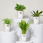 Surekha indoor plants combo