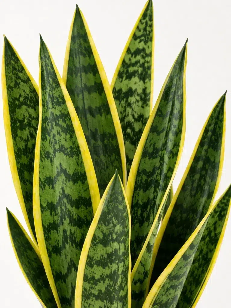 Snake Plant