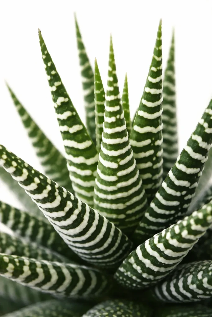 Zebra plant