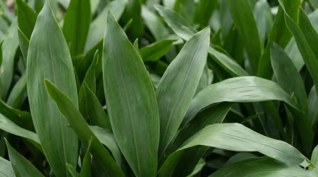 A high-resolution close-up of the dark green, lance-shaped leaves of an Aspidistra elatior (Cast Iron Plant), showcasing the deep vertical veins and smooth texture.