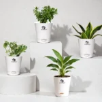 Surekha Agro Products Indoor plants Combo of 4 Indoor Live Plants – Jade Plant, Sansevieria Golden Hahnii Snake Plant, Variegated Money Plant and Peace Lily in White Self-Watering Pots