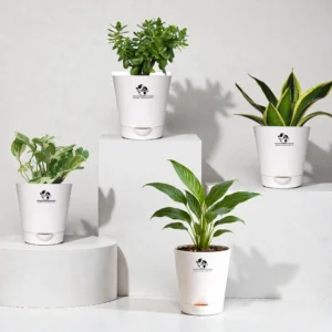 Combo of 4 Indoor Live Plants Good Luck Bundle | Jade Plant, Sansevieria Golden Hahnii, Variegated Money Plant & Peace Lily in White Self-Watering Pot