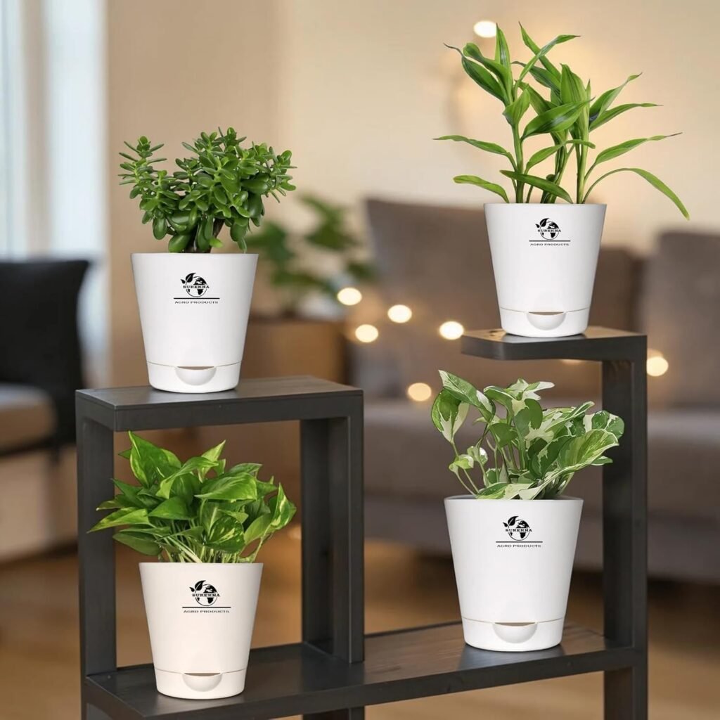 SUREKHA indoor live plants bundle with Lucky Bamboo, Jade Plant, Variegated Money Plant, and Money Plant in white self-watering pots for home decor