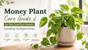 Money plant care guide showing healthy indoor pothos plant for beginner plant owners