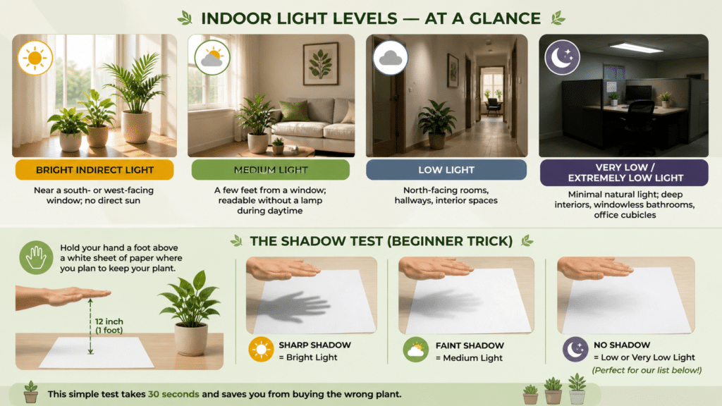 Infographic showing low light indoor plants light levels and shadow test guide for Indian homes
