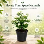 Surekha Agro Madhu Kamini Live Plant (Orange Jasmine) - Image 4