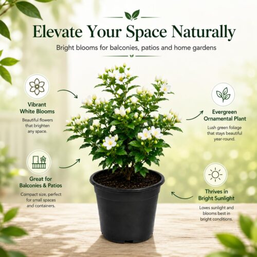 Surekha Agro Madhu Kamini Live Plant (Orange Jasmine) - Image 4