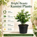 Surekha Agro Madhu Kamini Live Plant (Orange Jasmine) - Image 3