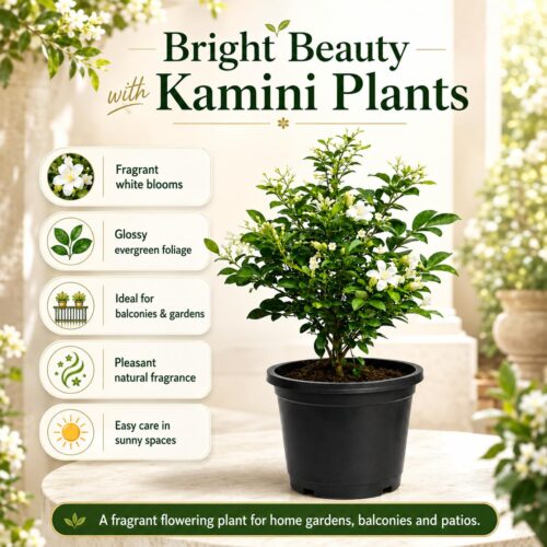 Surekha Agro Madhu Kamini Live Plant (Orange Jasmine) - Image 3