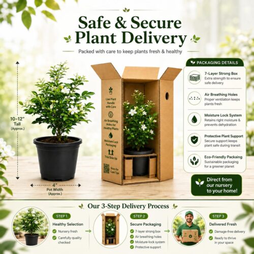 Surekha Agro Madhu Kamini Live Plant (Orange Jasmine) - Image 6