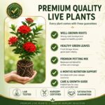 Surekha Agro Red Ixora Live Plant with 4 Inch Pot - Image 5