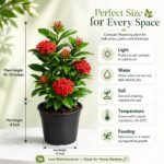 Surekha Agro Red Ixora Live Plant with 4 Inch Pot - Image 7