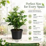 Surekha Agro Madhu Kamini Live Plant (Orange Jasmine) - Image 7