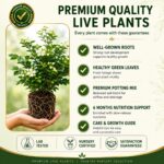 Surekha Agro Madhu Kamini Live Plant (Orange Jasmine) - Image 5