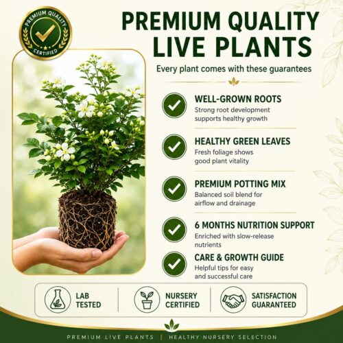 Surekha Agro Madhu Kamini Live Plant (Orange Jasmine) - Image 5