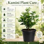 Surekha Agro Madhu Kamini Live Plant (Orange Jasmine) - Image 8
